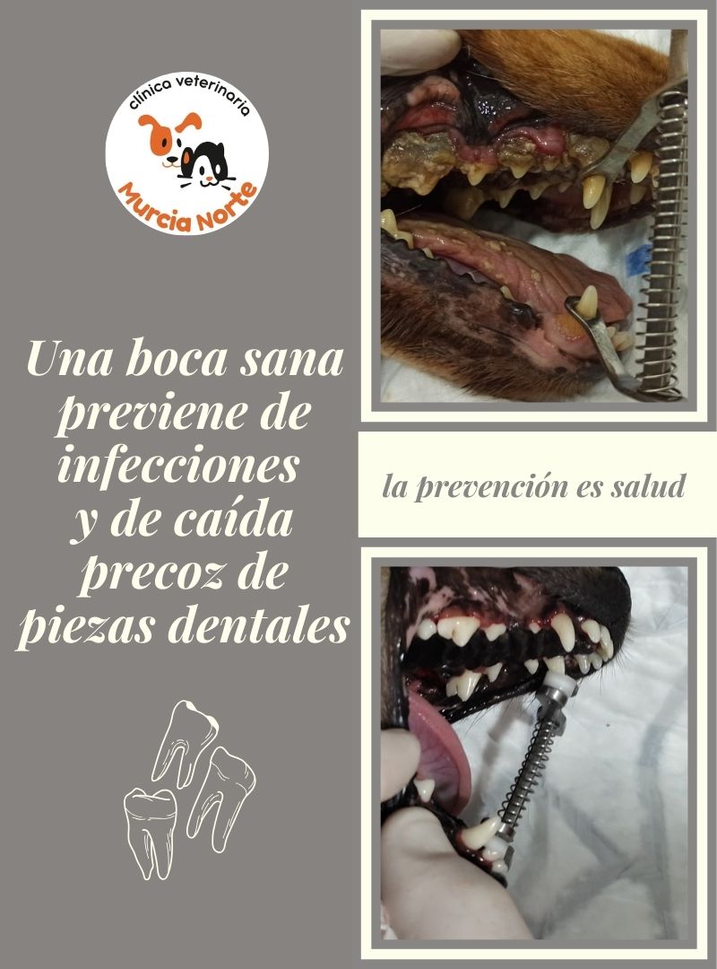 limpieza de boca perro, limpieza de boca gato, limpieza bucodental, salud bucal